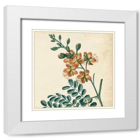 Garden Bounty III White Modern Wood Framed Art Print with Double Matting by Vision Studio
