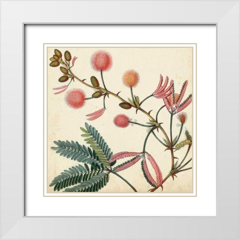 Garden Bounty IV White Modern Wood Framed Art Print with Double Matting by Vision Studio