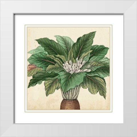 Garden Bounty V White Modern Wood Framed Art Print with Double Matting by Vision Studio