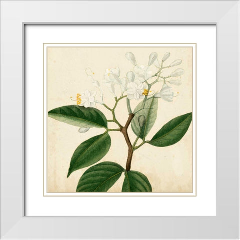 Garden Bounty VI White Modern Wood Framed Art Print with Double Matting by Vision Studio