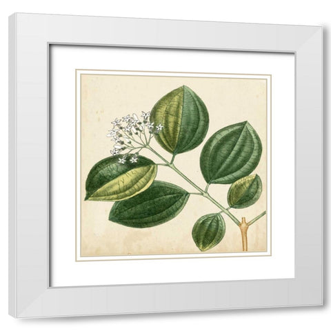 Garden Bounty VII White Modern Wood Framed Art Print with Double Matting by Vision Studio