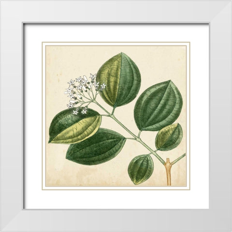 Garden Bounty VII White Modern Wood Framed Art Print with Double Matting by Vision Studio