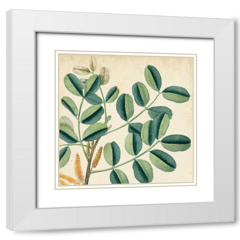 Garden Bounty IX White Modern Wood Framed Art Print with Double Matting by Vision Studio