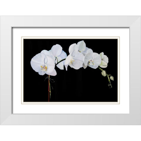 Dramatic Orchids II White Modern Wood Framed Art Print with Double Matting by Iafrate, Sandra