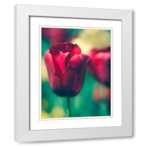 Tulip Sway I White Modern Wood Framed Art Print with Double Matting by Quintero, Sonja