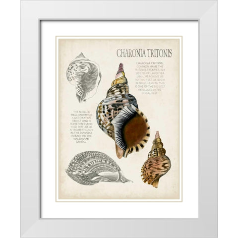 Seashell Field Notes I White Modern Wood Framed Art Print with Double Matting by McCavitt, Naomi