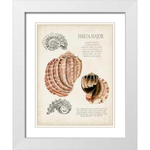 Seashell Field Notes II White Modern Wood Framed Art Print with Double Matting by McCavitt, Naomi