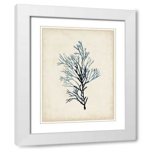 Seaweed Specimens IV White Modern Wood Framed Art Print with Double Matting by McCavitt, Naomi