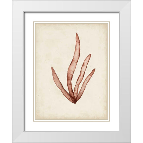 Seaweed Specimens VIII White Modern Wood Framed Art Print with Double Matting by McCavitt, Naomi