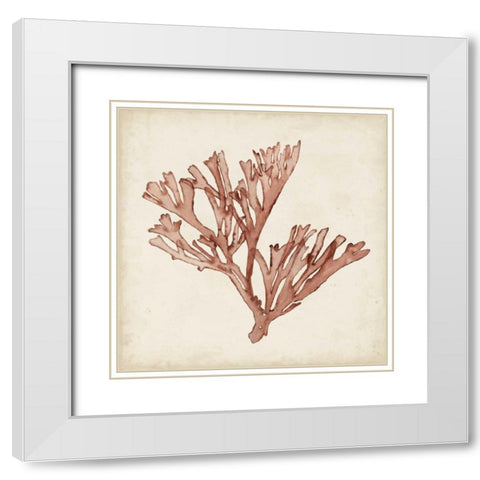 Seaweed Specimens XIII White Modern Wood Framed Art Print with Double Matting by McCavitt, Naomi