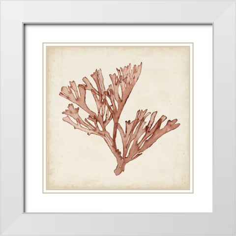Seaweed Specimens XIII White Modern Wood Framed Art Print with Double Matting by McCavitt, Naomi