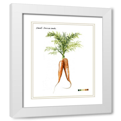 Root Vegetable III White Modern Wood Framed Art Print with Double Matting by Popp, Grace