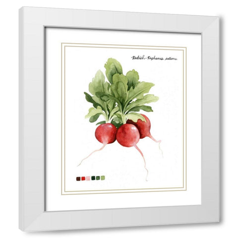 Root Vegetable IV White Modern Wood Framed Art Print with Double Matting by Popp, Grace
