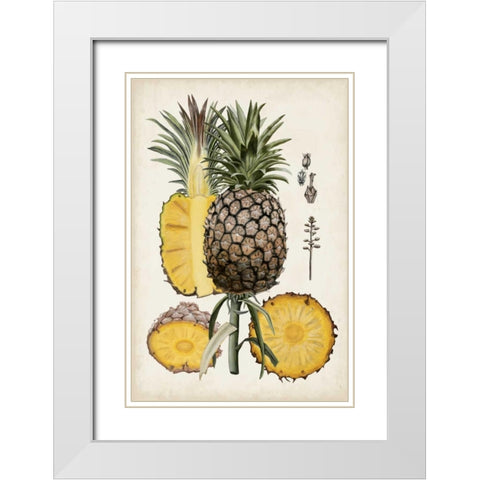 Pineapple Botanical Study II White Modern Wood Framed Art Print with Double Matting by McCavitt, Naomi