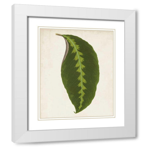 Graphic Leaf I White Modern Wood Framed Art Print with Double Matting by Vision Studio