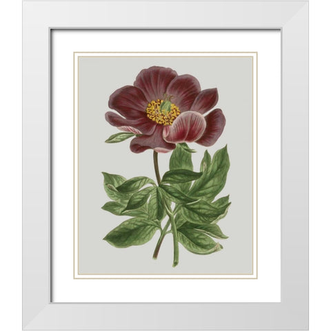 Floral Gems II White Modern Wood Framed Art Print with Double Matting by Vision Studio