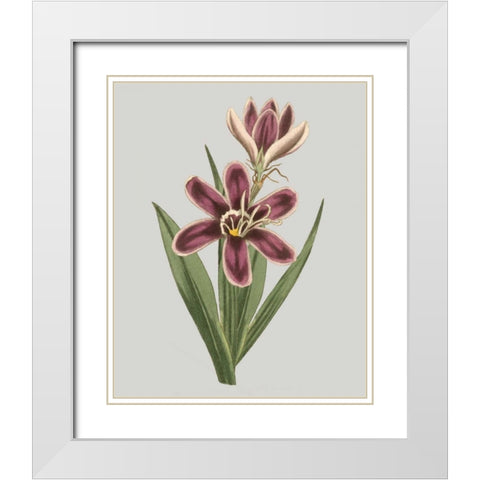 Floral Gems III White Modern Wood Framed Art Print with Double Matting by Vision Studio