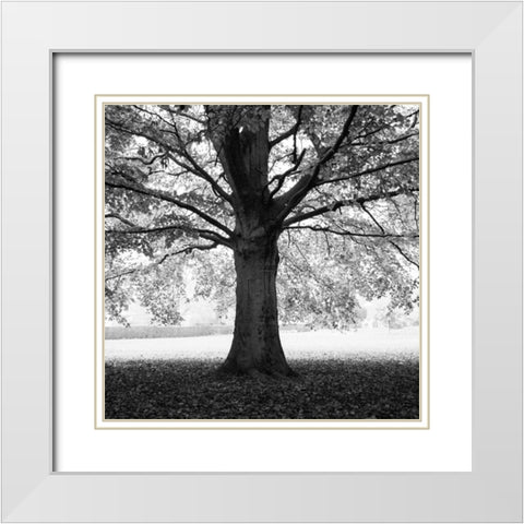 Woodland Tones III White Modern Wood Framed Art Print with Double Matting by Henson, Martin