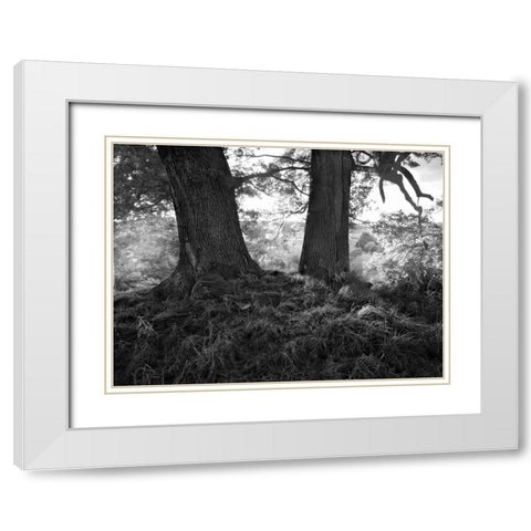 The Mighty Oak White Modern Wood Framed Art Print with Double Matting by Henson, Martin