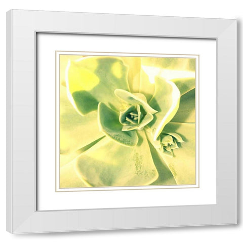 Succulent I White Modern Wood Framed Art Print with Double Matting by Bell, Lillian
