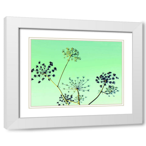 Cow Parsley II White Modern Wood Framed Art Print with Double Matting by Bell, Lillian