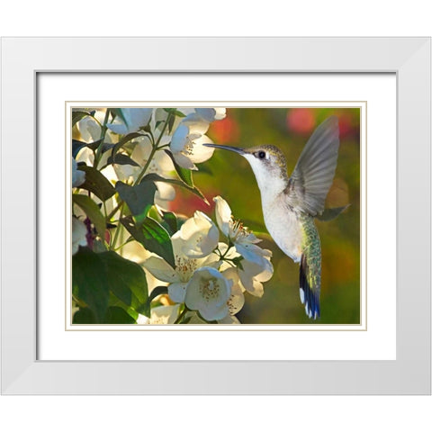 The Flower Dance II White Modern Wood Framed Art Print with Double Matting by Robertson, Leda