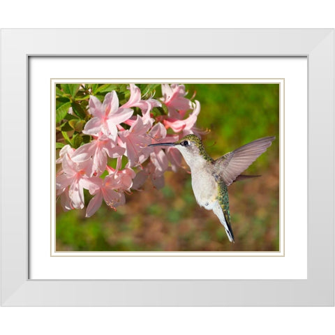 The Flower Dance VI White Modern Wood Framed Art Print with Double Matting by Robertson, Leda