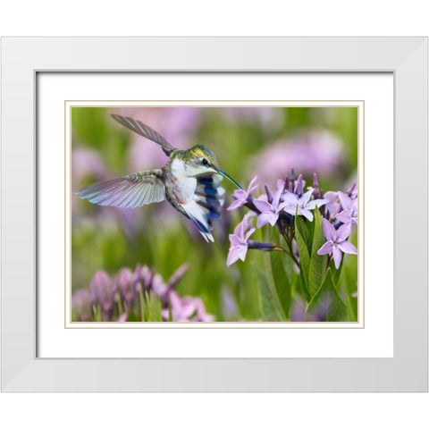 The Flower Dance XIII White Modern Wood Framed Art Print with Double Matting by Robertson, Leda