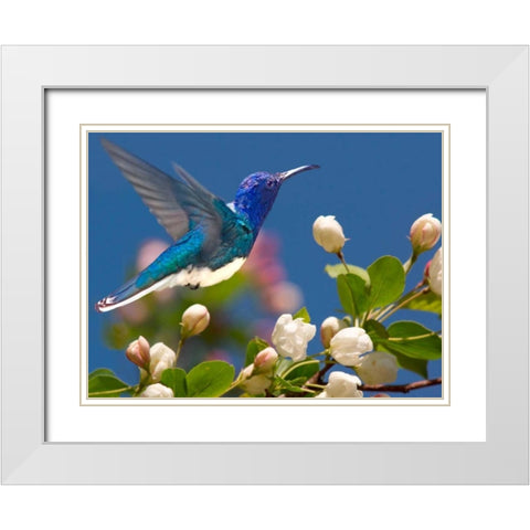 The Flower Dance XIV White Modern Wood Framed Art Print with Double Matting by Robertson, Leda