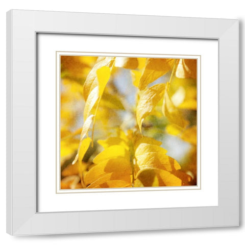 Autumn Photography V White Modern Wood Framed Art Print with Double Matting by Coomes, Sylvia