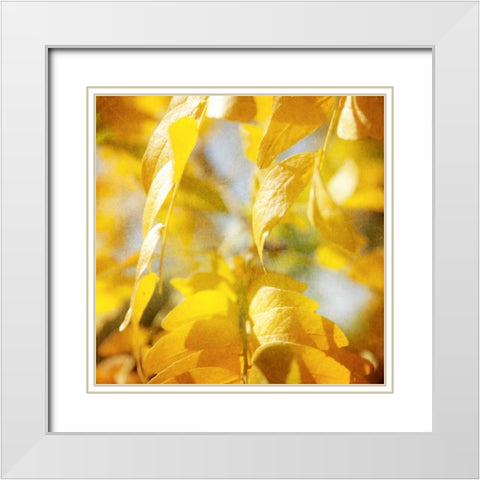 Autumn Photography V White Modern Wood Framed Art Print with Double Matting by Coomes, Sylvia