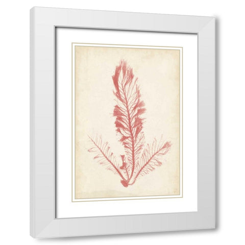 Coral Sea Feather I White Modern Wood Framed Art Print with Double Matting by Bradbury, Henry