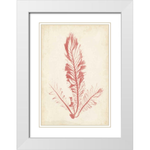 Coral Sea Feather I White Modern Wood Framed Art Print with Double Matting by Bradbury, Henry