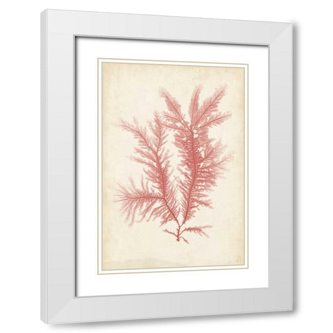 Coral Sea Feather II White Modern Wood Framed Art Print with Double Matting by Bradbury, Henry