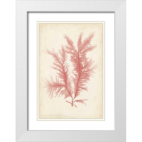 Coral Sea Feather II White Modern Wood Framed Art Print with Double Matting by Bradbury, Henry