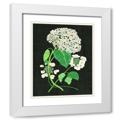 White Hydrangea Study II White Modern Wood Framed Art Print with Double Matting by Wang, Melissa