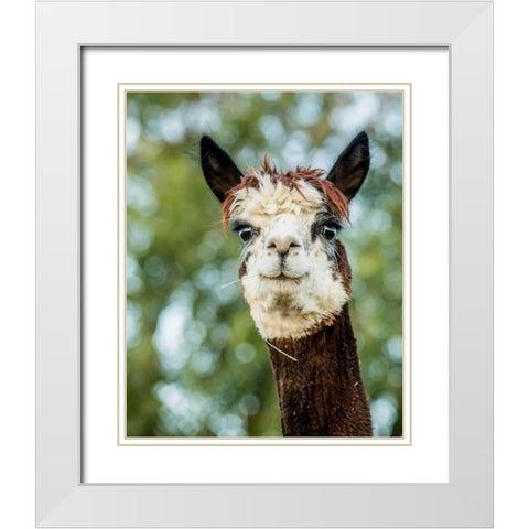 Alpaca Portrait II White Modern Wood Framed Art Print with Double Matting by Stockton, Tyler