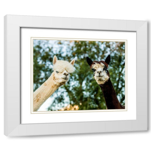 Alpaca Portrait III White Modern Wood Framed Art Print with Double Matting by Stockton, Tyler