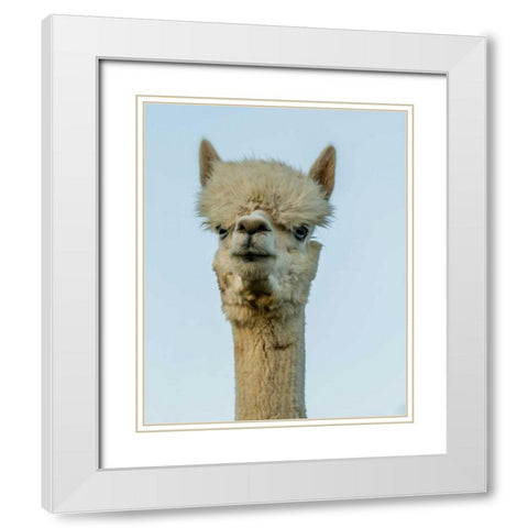Alpaca Portrait IV White Modern Wood Framed Art Print with Double Matting by Stockton, Tyler