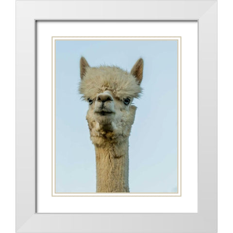Alpaca Portrait IV White Modern Wood Framed Art Print with Double Matting by Stockton, Tyler