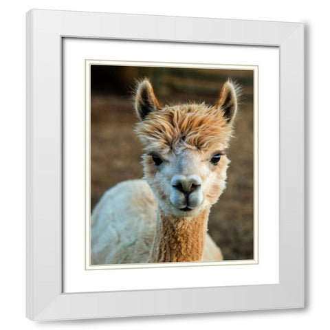 Alpaca Portrait V White Modern Wood Framed Art Print with Double Matting by Stockton, Tyler