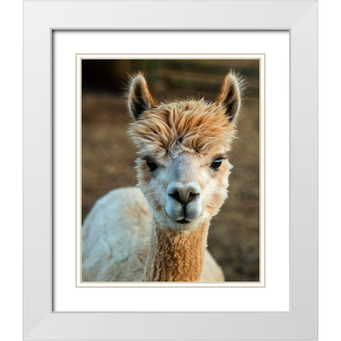 Alpaca Portrait V White Modern Wood Framed Art Print with Double Matting by Stockton, Tyler