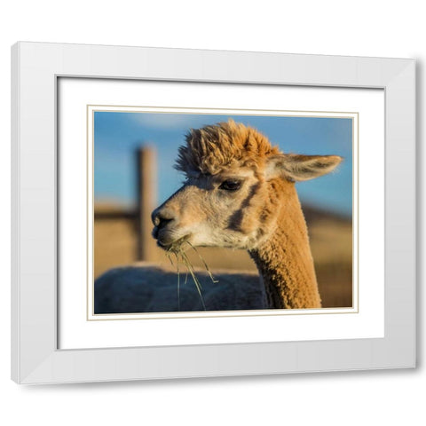 Alpaca Portrait VI White Modern Wood Framed Art Print with Double Matting by Stockton, Tyler