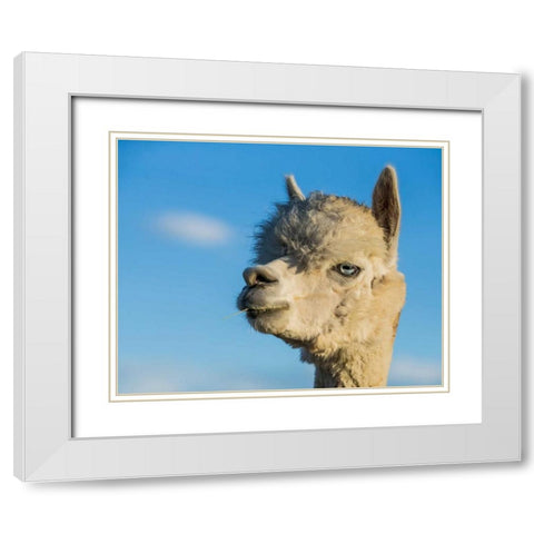 Alpaca Portrait VII White Modern Wood Framed Art Print with Double Matting by Stockton, Tyler
