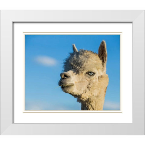 Alpaca Portrait VII White Modern Wood Framed Art Print with Double Matting by Stockton, Tyler