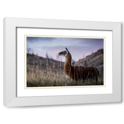 Llama Portrait I White Modern Wood Framed Art Print with Double Matting by Stockton, Tyler