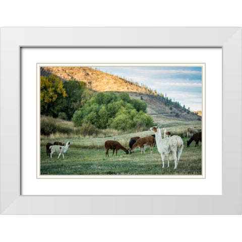 Llama Portrait II White Modern Wood Framed Art Print with Double Matting by Stockton, Tyler