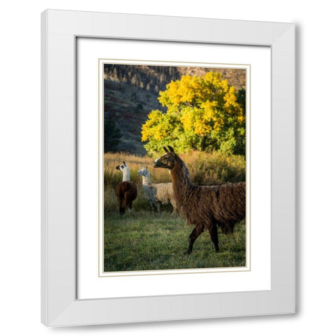 Llama Portrait III White Modern Wood Framed Art Print with Double Matting by Stockton, Tyler