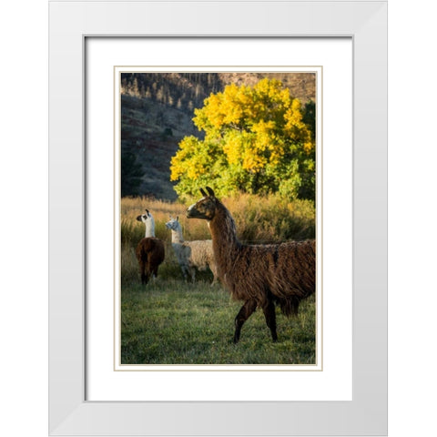 Llama Portrait III White Modern Wood Framed Art Print with Double Matting by Stockton, Tyler
