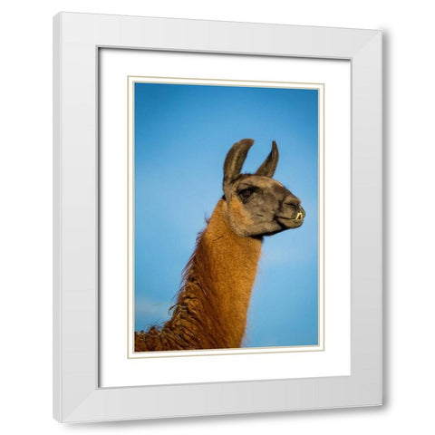 Llama Portrait IV White Modern Wood Framed Art Print with Double Matting by Stockton, Tyler